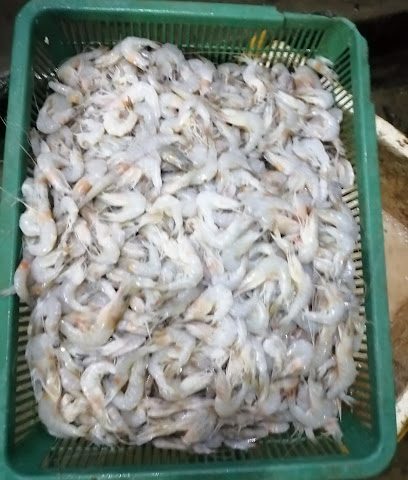 Northern Fish Trading - Doha - +974 3397 3397