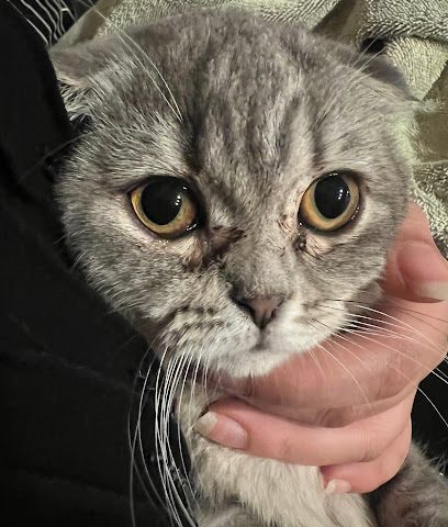 Qatar Veterinary Center - Doha - +974 4016 1366