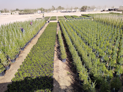 Washingtonia Nursery W.L.L (Al-Shahaniya) Qatar - Doha - +974 5066 2252