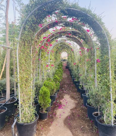 Lucky Flowers Plants Nursery - Doha - +974 3168 2656