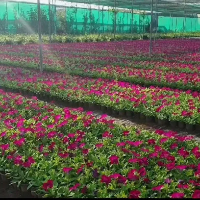 Garden Nursery - Doha - +974 6613 0370