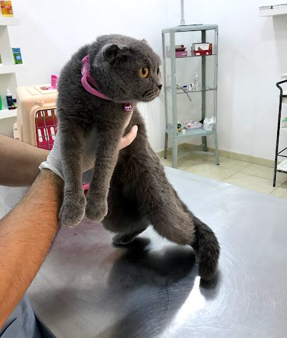 Vets 4 Pets Veterinary Clinic Qatar - Umm Salal Muhammed - +974 3070 1125