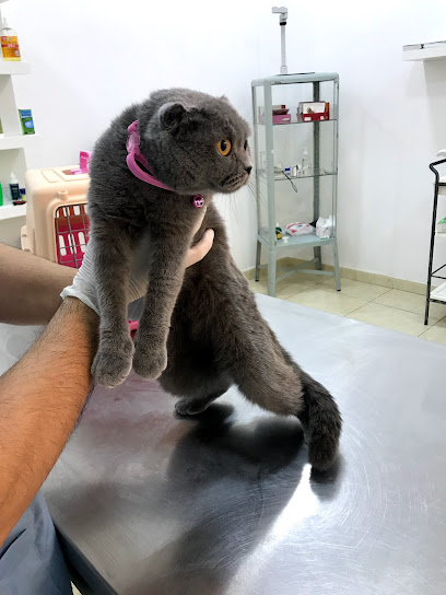 Vets 4 Pets Veterinary Clinic Qatar - Qatar|Doha|Umm Al Kharj St