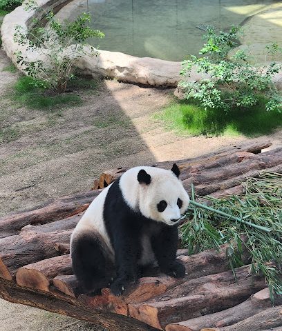 Panda House -  -