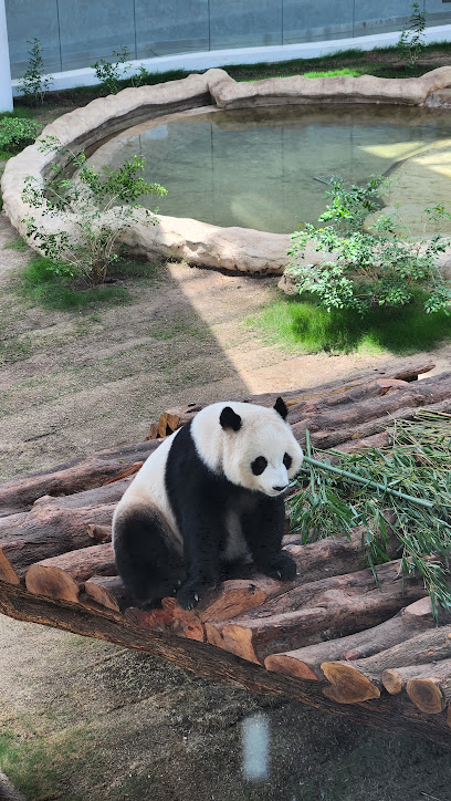 Panda House - Qatar|Umm Smaira|JCXF+R8