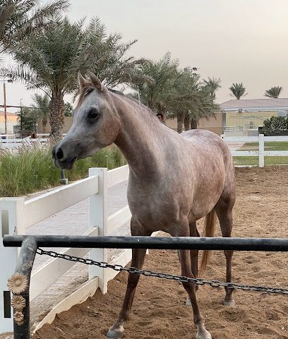 Alebb stud - Doha - +974 5569 9931