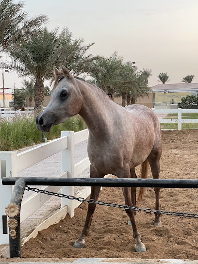 Alebb stud - Qatar|Bu Jetha