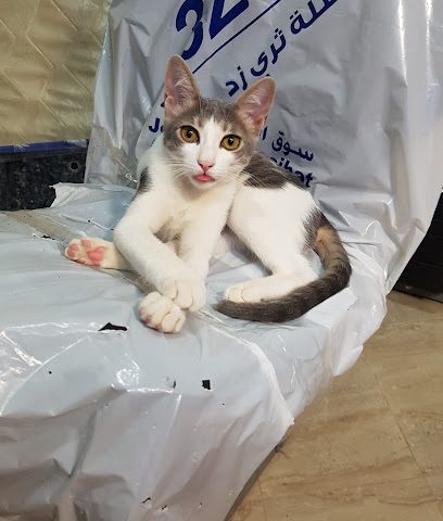 Royal Veterinary Center - Umm Salal Muhammed - +974 5544 6672