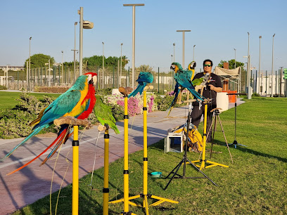 Free Flying Parrot Qatar Main Base - Doha - +974 3317 3226