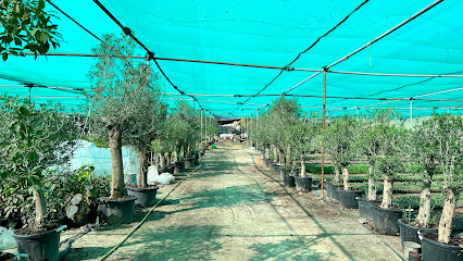 SA Flowers Online Plant Nursery Doha Qatar Shahjalal Agriculture WLL - الدوحة، - +974 7441 8457