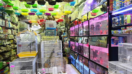 Al Cockatoo Birds, Animals, Ornamental Fish - Doha - +974 4431 3377