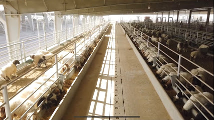 Alanaam Factory For Animal Production مصنع الأنعام للإنتاج الحيواني - Doha - +974 5037 5555