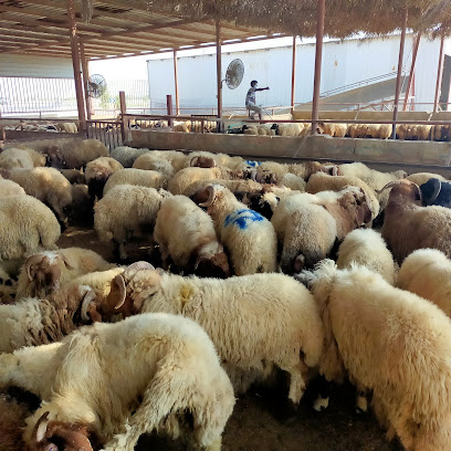 Widam Slaughterhouse - Lusail -