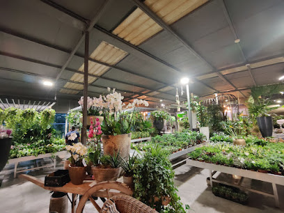 Plaza Hollandi Plant Shop - Lusail - +974 5521 8619