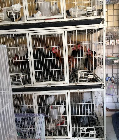 Seka Pet Shop - Doha - +974 3337 4334