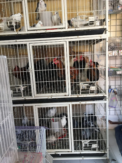 Seka Pet Shop - Qatar|Wakrah|Al Wakra Main Street Al|5JC5+275