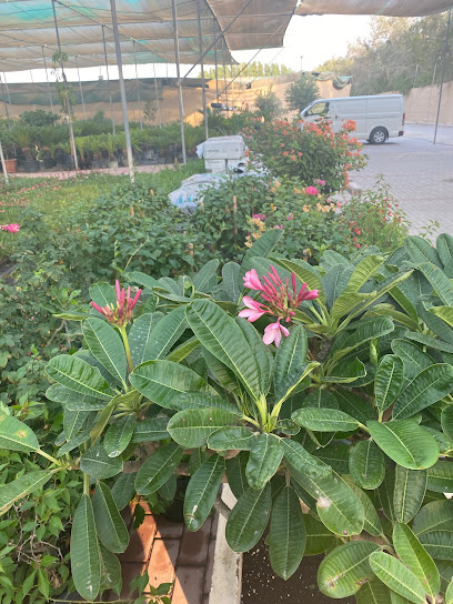 ديزرت جروب الخور - Qatar|Al Khor Gardens