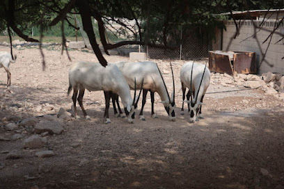 Al Maha Sanctuary - Oryx farm - الريان، -