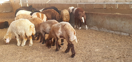 Al bushra Slaughterhouse Umm Salal - Doha - +974 3331 1282