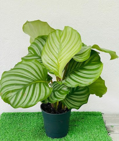 Plantaura trading - Doha - +974 5013 8816