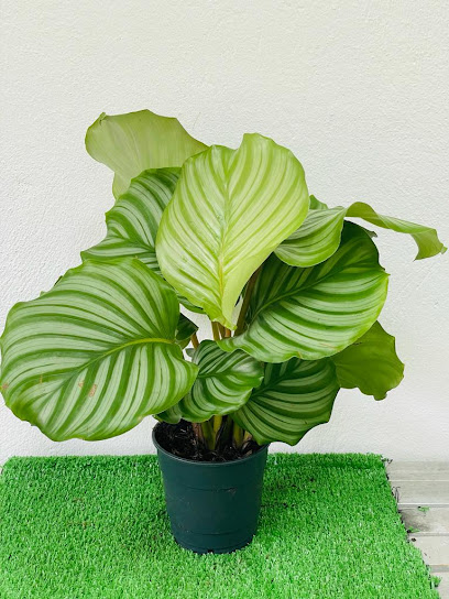 Plantaura trading - Qatar|Al Wukair|6018