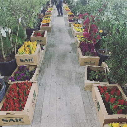 Almadaen Flower Gardens زهرة المدائن للحدائق - Doha - +974 6655 5871
