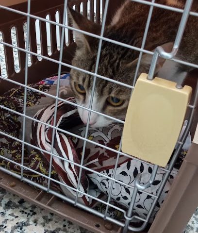 QATAR GOV VET - Umm Salal Muhammed - +974 4426 3629