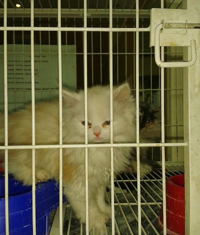 Animal Kingdom - Doha - +974 6659 8477