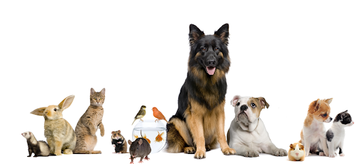 Al Dousari Veterinary Services & Agriculture Co - Umm Salal Muhammed - +974 4480 9666