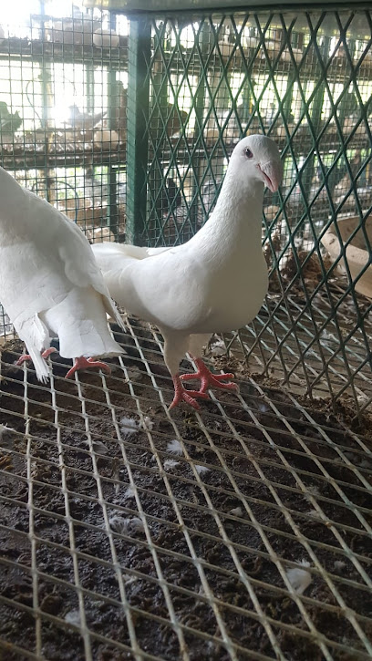 DWD Park (Al Dawoodiyah Park) مزارع الشمال لانتاج الدواجن - Qatar|طريق الشمال