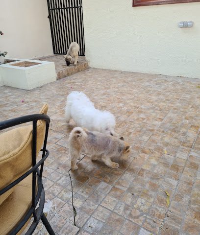 Mr Max Pet Service - Doha - +974 7479 1110