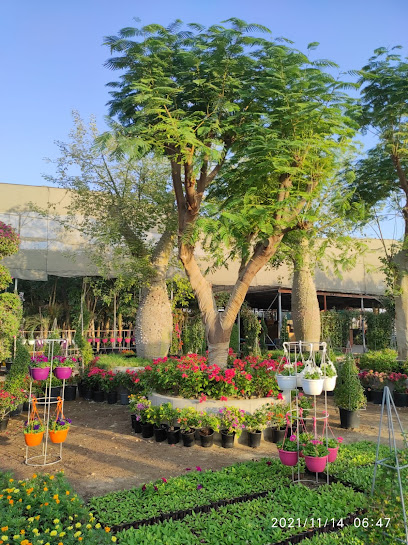 Washingtonia Nursery W.L.L (Muaither) Qatar - Qatar|Doha|Unnamed Road
