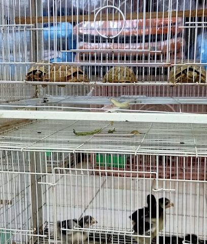 مملكة الطيور سوق العلي Kingdom Of Birds - Doha - +974 4437 3300
