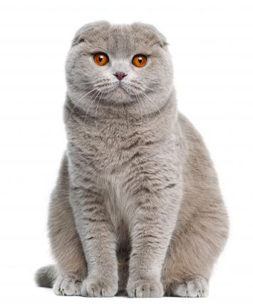 Al jarrah vet. Clinic - Umm Salal Muhammed - +974 4490 1317