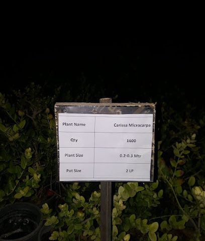 Domopan Nursery - Doha -