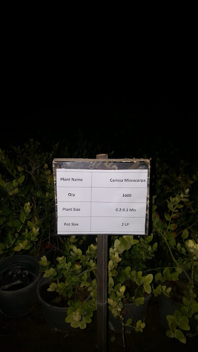 Domopan Nursery - Qatar|Umm Salal Muhammed|C9J8+H26