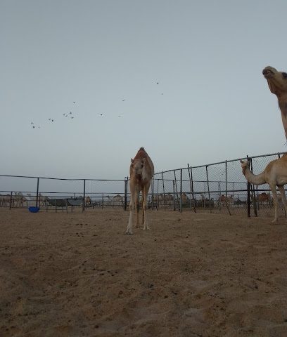 صحراء - Doha -