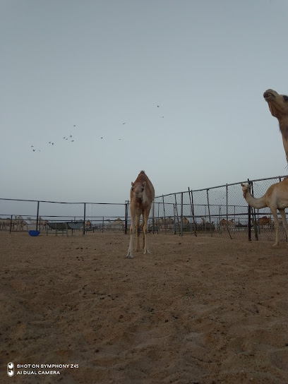 صحراء - Qatar|Desert|Assahaniya road|953M+WHJ