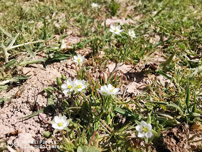روضة النعمان - Doha -