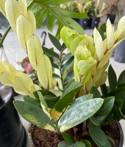 Rarity Plants & Garden Trading - Rawdat Al Jahhaniya -