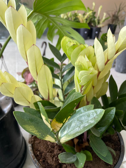 Rarity Plants & Garden Trading - Qatar|Al Wukair|Shop #5 Building A48|Ezdan Oasis