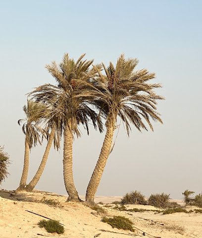 Umm Bab Beach - Umm Şalāl 'Alī -