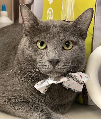 Barkers & Mittens Pet Boutique - Doha - +974 5000 7330