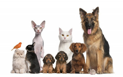Aleef Veterinary Center - Umm Salal Muhammed - +974 6002 2117