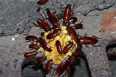 National Pest Control Company - Doha - +974 4442 7176