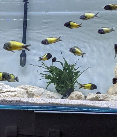 Aquatica Aquarium Fish Store - Doha -