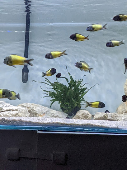 Aquatica Aquarium Fish Store - Qatar|Al Wakrah|5J95+JH9